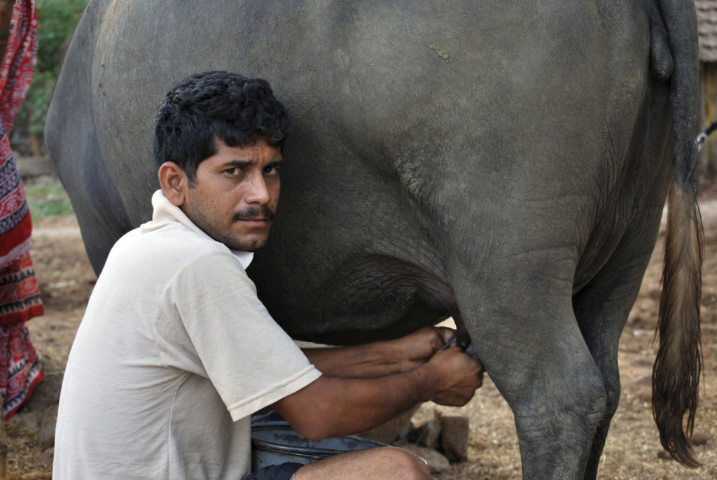 Health Benefits of wellhealthorganic buffalo milk tag